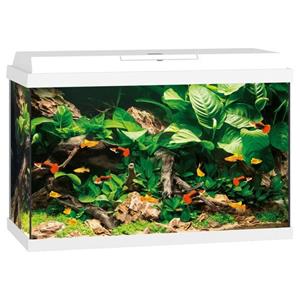 Juwel Aquarium Primo 70 61x31x44 cm - Aquaria - Wit Ca. 70 L