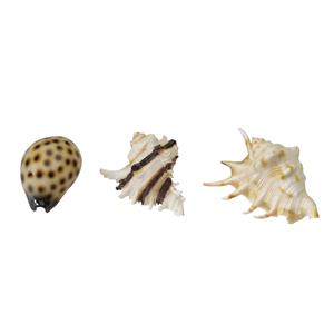 Europetbernina Decor Zeeschelpen - Aquarium - Ornament - 8.5-10 cm Assorti