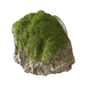 Aqua D'ella Decor Moss Stone Met Zuignap Small - Aquarium - Ornament - 12x9.5x10.5 cm