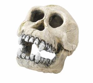 Aqua D'ella Schedel Chimpansee