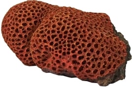 De Boon Reef flower rood/geel