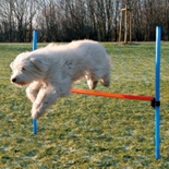 TRIXIE Agility Hürde 123x115 cm Kunststoff 3207 Mehrfarbig