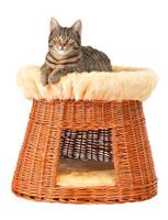 Katzen-Korbturm Weide