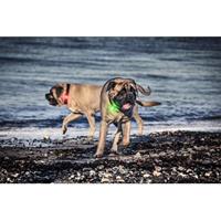 Orbiloc veiligheidslampje Dog Dual, groen