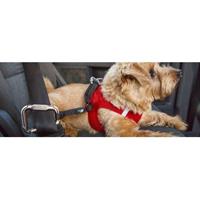 Curli Autogordel Hond voor Veilig Rijden in de Auto
