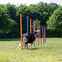 TRIXIE Agility Slalomstangen 12 Stück 115 cm Kunststoff 3206 Mehrfarbig