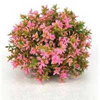 biorb bloemenbal roze aquarium decoratie