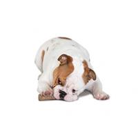 Petstages Dogwood Stick voor honden 2 x M