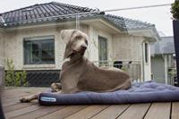 Doctor Bark Dog Cushion - S - Grijs