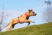 Curli Belka Comfort Harness red S