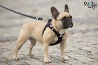 Curli Magnetic Vest Harness - Zwart - XS