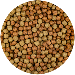Vivani Multi Season 6mm Koi Vijvervoer - Immune Boost met Knoflook - 5L Emmer