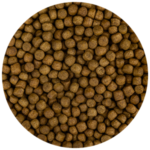fdfood Fd Food Build-Up Extra M Koi-Voer 5,7mm - Groei & Gezondheid bij Lage Temperaturen 3kg