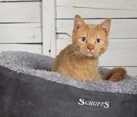 Scruffs Cosy Cat Bed - Grey
