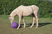 Futterball Hay Play - Das Original in Purple