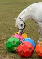 Futterball Hay Play - Das Original in Red