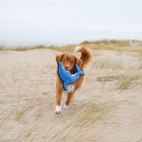 Beco Pets Honden-pluchespeelgoed Dolfijn David, blauw