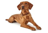 hunter Sliphalsband Hond Solid Education Cognac