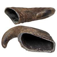 Buffel-kauwhoorn