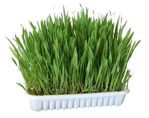 Kerbl 100g Knaagdiergras