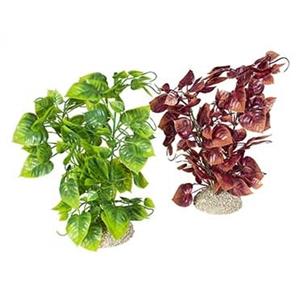 Aqua D'ella Plant anubias nana Gemengde kleuren