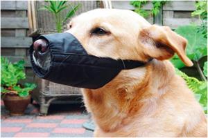 Beeztees Veiligheidsmuilband - Hond - XL-Normaal - 24 cm