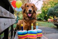 P.L.A.Y. Pet Bone-appetite Cake