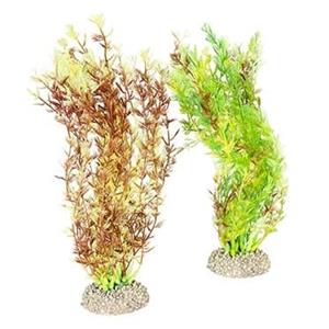 Aqua D'ella Plant egeria densa Gemengde kleuren