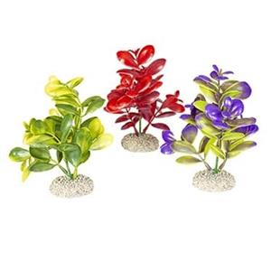 Aqua D'ella Plant crassula Gemengde kleuren