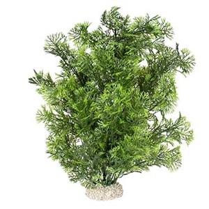 Aqua D'ella Plant phoenix Donkergroen