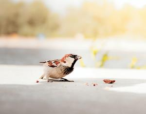 Kennismakingspakket Vogelvoeronline.nl