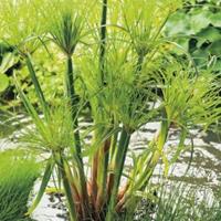 Moerings waterplanten Papyrus (Cyperus papyrus 'Perkamentus') moerasplant - 3 stuks