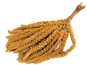 De Vries Trosgierst 1KG