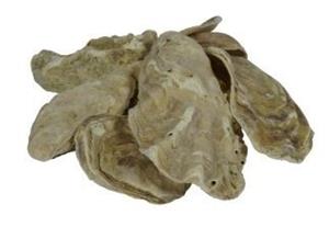 airaqua Air Aqua Oesterschelpen 5kg - Duurzaam Vijveronderhoud voor Evenwichtige pH & KH Waarden