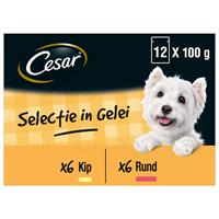 Cesar Pouch Multipack Adult In Gelei - Hondenvoer - 12 stuks