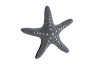 HUNTER Hunde-Plüschspielzeug Skagen Seestern grau-blau, Länge: ca. 20 cm