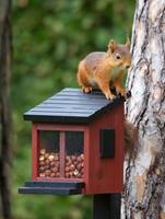 Eichhörnchen Futterbox rot