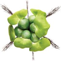 PONTEC PondoHyacinth