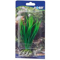 HOBBY Cyperus, 16 cm