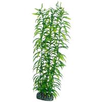 HOBBY Heteranthera - 34 cm - 