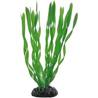 HOBBY Vallisneria, 20 cm - 