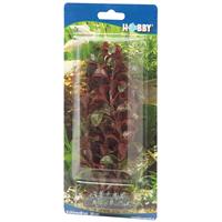 HOBBY Rotala, 16 cm - 