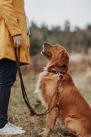 HUNTER Hondenriem Solid Education Cord, bruin-oranje