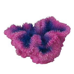 Aqua D'ella Koraal symphylia Paars
