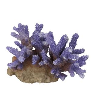 Aqua D'ella Koraal acropora donker paars