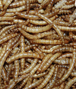 Suren Collection Meelwormen 10 liter