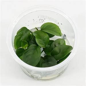 Moerings waterplanten Anubias nangi - 3 stuks - aquarium plant