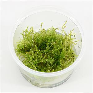 Moerings waterplanten Vesicularia montagnei mos - 3 stuks - aquarium plant