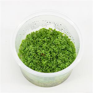 Moerings waterplanten Hemianthus callitrichoides - 3 stuks - aquarium plant