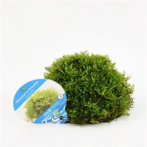 Moerings waterplanten Vesicularia dubyana - op kokosnoot - aquarium plant